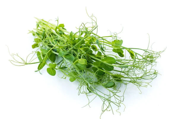 Peashoot Tendril Punnet (100g)